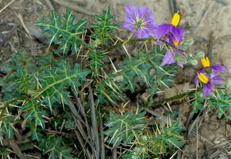 Solanum virgianum